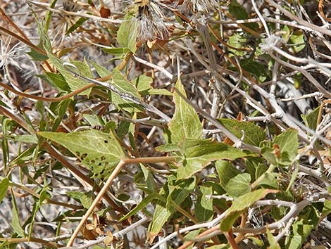 Pungent Brickellbush (Brickellia arguta)