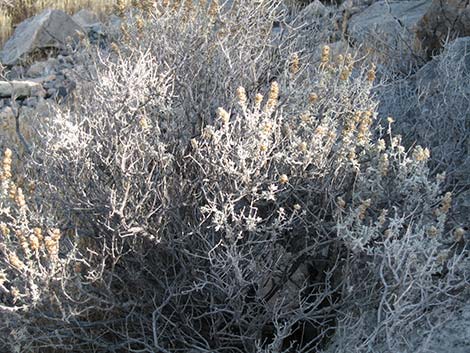 Utah Butterflybush (Buddleja utahensis)