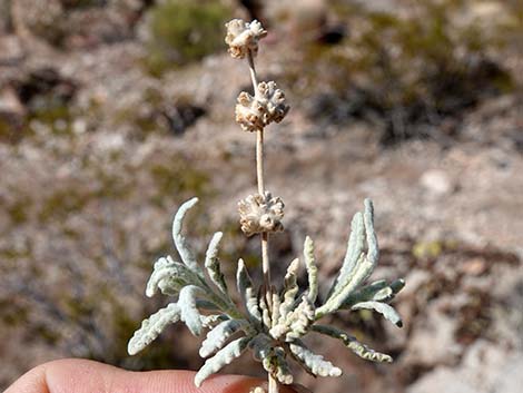 Utah Butterflybush (Buddleja utahensis)