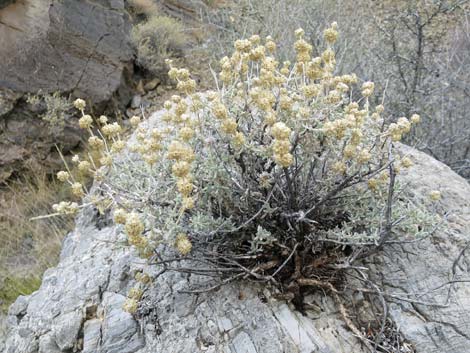 Utah Butterflybush (Buddleja utahensis)