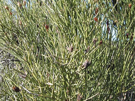 Crucifiction Thorn (Canotia holacantha)