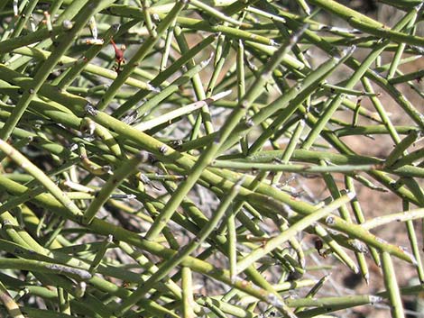 Crucifiction Thorn (Canotia holacantha)