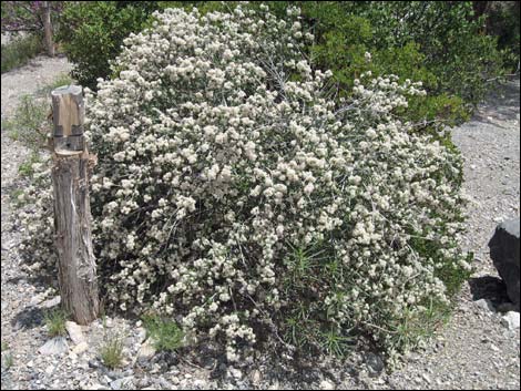 Mojave Ceanothus (Ceanothus greggii var. vestitus)