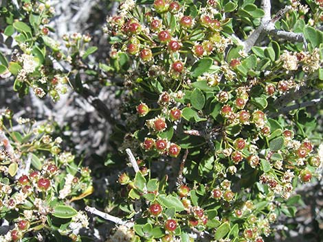 Mojave Ceanothus (Ceanothus greggii var. vestitus)