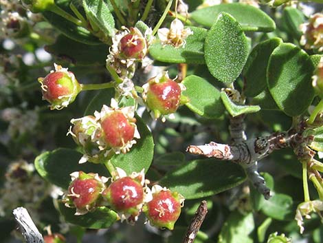 Mojave Ceanothus (Ceanothus greggii var. vestitus)