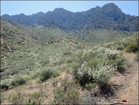 Mojave Ceanothus (Ceanothus greggii var. vestitus)