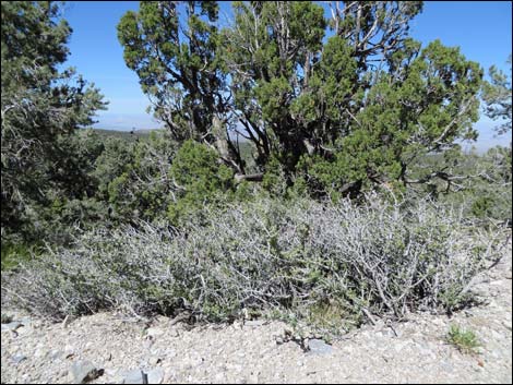 Mojave Ceanothus (Ceanothus greggii var. vestitus)