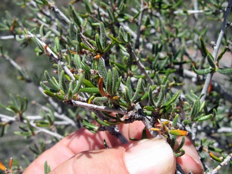 Littleleaf Mountain Mahogany (Cercocarpus intricatus)