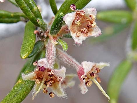 Littleleaf Mountain Mahogany (Cercocarpus intricatus)