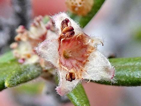 Littleleaf Mountain Mahogany (Cercocarpus intricatus)