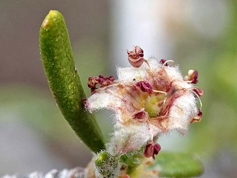 Littleleaf Mountain Mahogany (Cercocarpus intricatus)