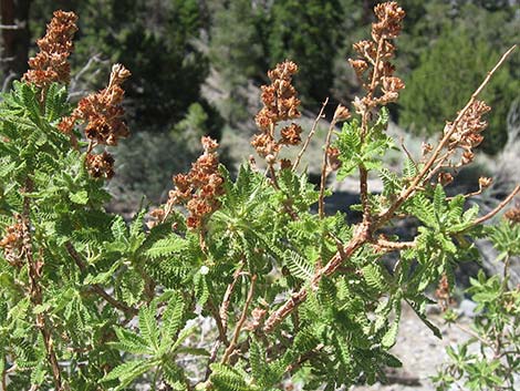 Fernbush (Chamaebatiaria millefolium)