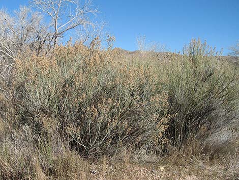 Rabbitbrush (Chrysothamnus spp.)