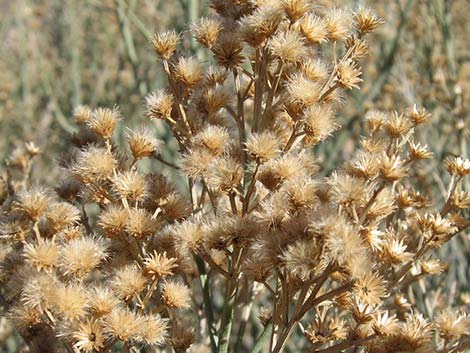 Rabbitbrush (Chrysothamnus spp.)