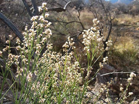 Rabbitbrush (Chrysothamnus spp.)