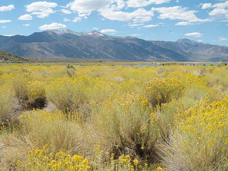 Rabbitbrush (Chrysothamnus spp.)