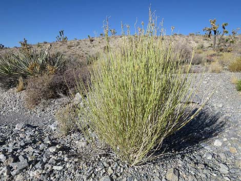 Rabbitbrush (Chrysothamnus spp.)