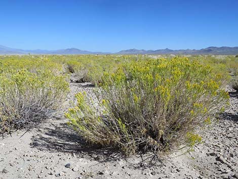 Yellow Rabbitbrush (Chrysothamnus viscidiflorus)