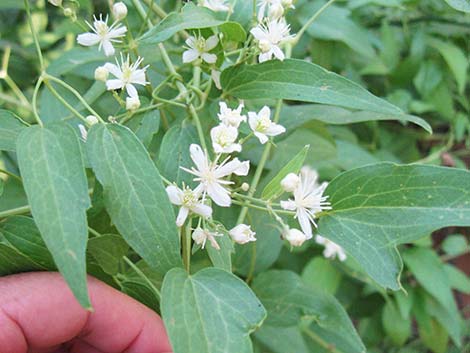 Western White Clematis (Clematis ligusticifolia)