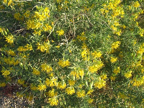 Bladderpod Spiderflower (Cleome isomeris)