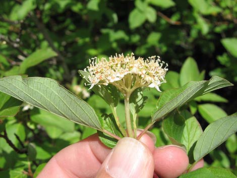 Redosier Dogwood (Cornus sericea ssp. sericea)