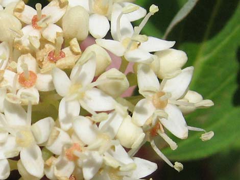 Redosier Dogwood (Cornus sericea ssp. sericea)