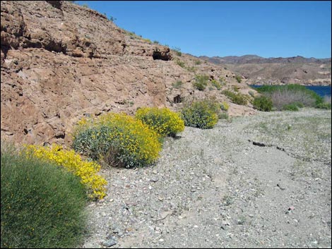 Goldenhills [Brittlebush] (Encelia farinosa)