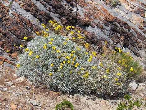 Goldenhills [Brittlebush] (Encelia farinosa)