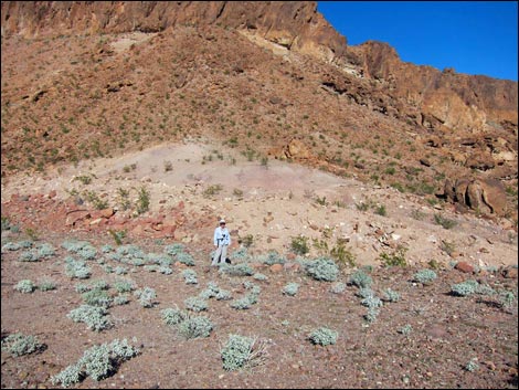 Goldenhills [Brittlebush] (Encelia farinosa)