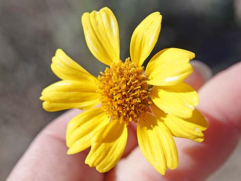 Goldenhills [Brittlebush] (Encelia farinosa)