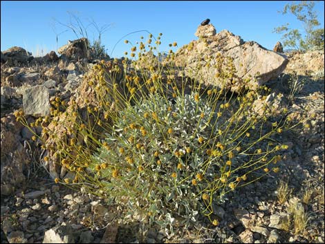 Goldenhills [Brittlebush] (Encelia farinosa)