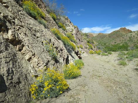 Goldenhills [Brittlebush] (Encelia farinosa)