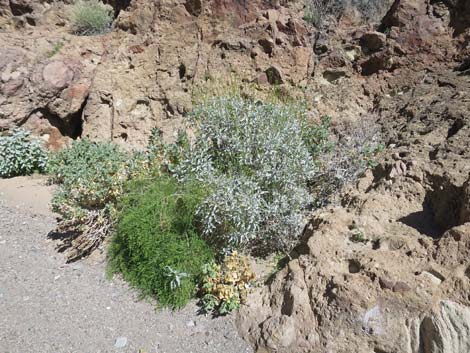 Goldenhills [Brittlebush] (Encelia farinosa)