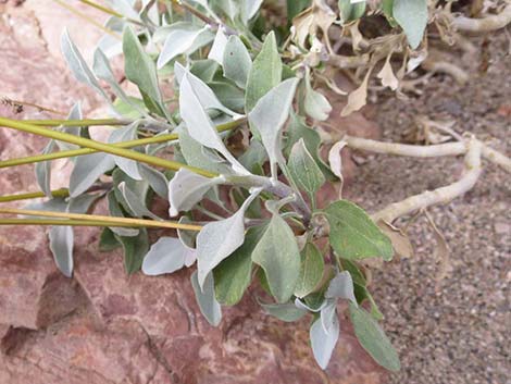 Goldenhills [Brittlebush] (Encelia farinosa)