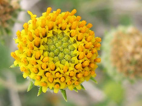 Button Brittlebush (Encelia frutescens)