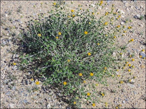 Button Brittlebush (Encelia frutescens)