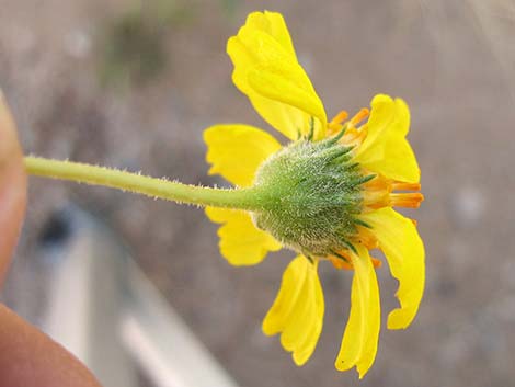 Virgin River Brittlebush (Encelia virginensis)