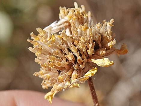 Virgin River Brittlebush (Encelia virginensis)