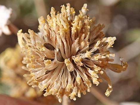 Virgin River Brittlebush (Encelia virginensis)