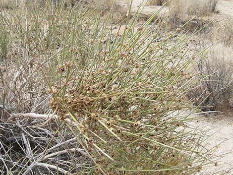 California Jointfir (Ephedra californica)