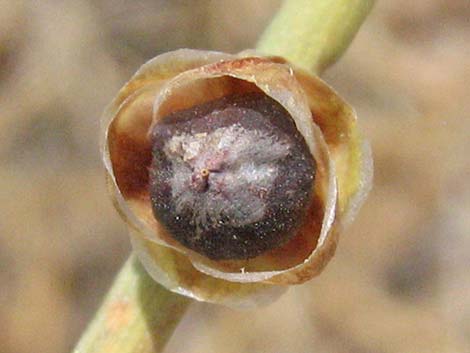 California Jointfir (Ephedra californica)