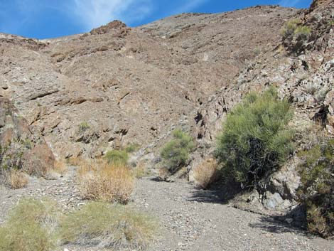 Death Valley Jointfir (Ephedra funerea)