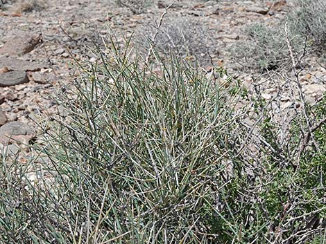 Death Valley Jointfir (Ephedra funerea)