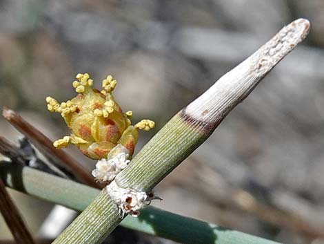 Death Valley Jointfir (Ephedra funerea)