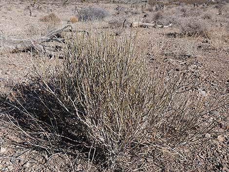 Nevada Jointfir (Ephedra nevadensis)