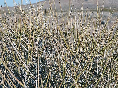 Nevada Jointfir (Ephedra nevadensis)