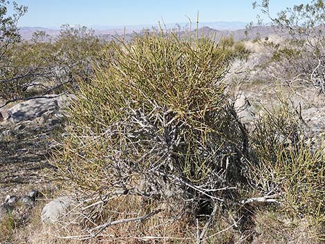 Nevada Jointfir (Ephedra nevadensis)