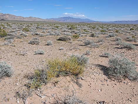 Nevada Jointfir (Ephedra nevadensis)