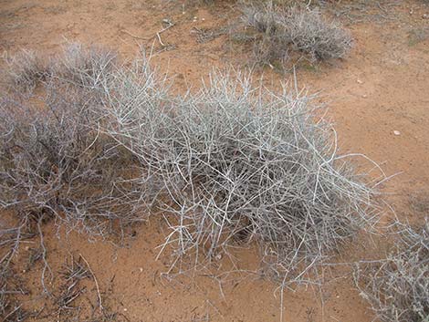 Torrey's Jointfir (Ephedra torreyana)