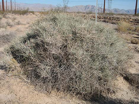 Torrey's Jointfir (Ephedra torreyana)